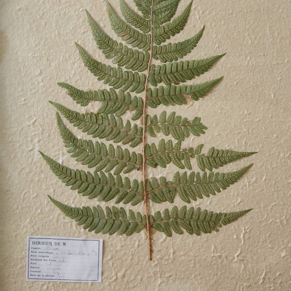 Pressed Botanical Wall Decor - Lady Fern